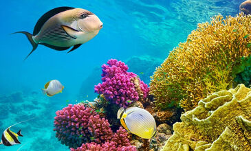 Promosyon Kahire Sharm El Sheikh Turu 6 Gece 8 Gün Kahire Şehir Gezisi Dahil