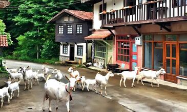 Otobüslü Doğu Karadeniz Yaylaları & Batum – Tiflis – Kars – Erzurum Turu | 5 Gece Konaklamalı – Doğa, Kültür ve Tarih Yolculuğu