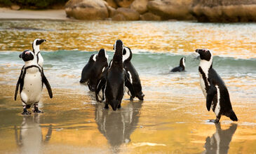 Sömestrde Güney Afrika & Safari Turu 2026 | THY ile 7 Gece – ATS001