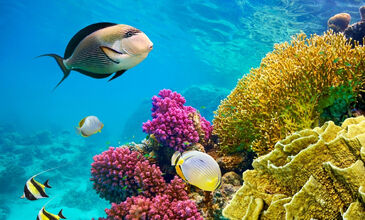 Sharm El Sheikh Turu Ramazan Bayramı Özel Türk Havayolları ile 3 Gece 4 Gün (19-22 Mart)